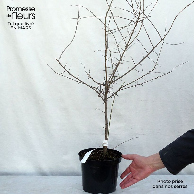 Prunellier - Prunus spinosa en pot de 4L Ejemplar entregado en invierno