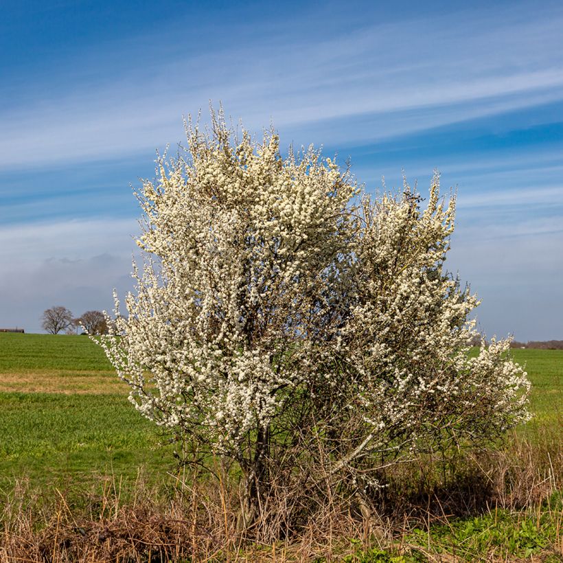 Endrino - Prunus spinosa (Porte)