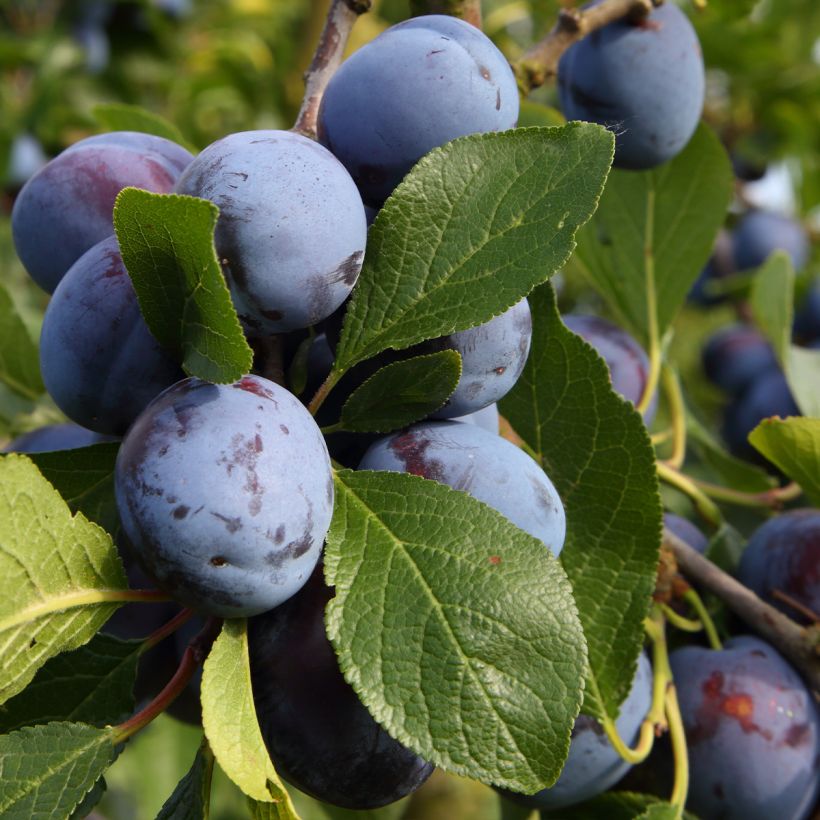 Ciruelo Bleue de Belgique (Cosecha)