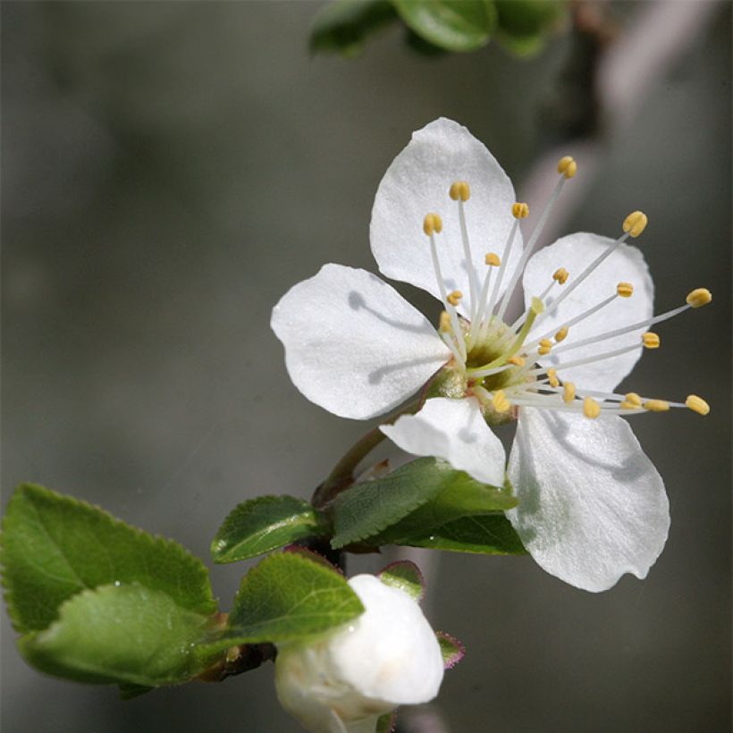 Ciruelo mirabel Mirabelle de Nancy (Floración)