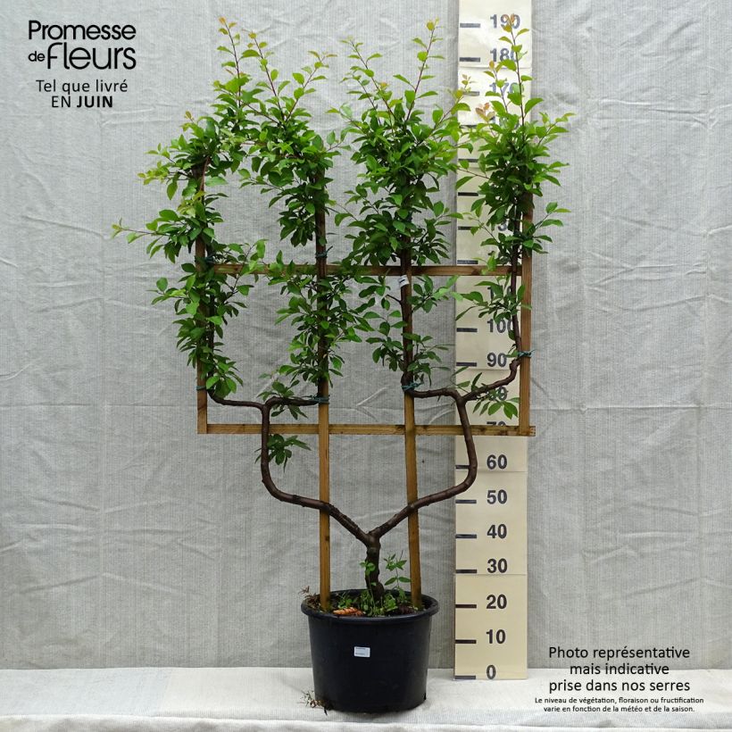 Prunus Opal 18/20L Frutal en espaldera doble U Ejemplar entregado en la primavera