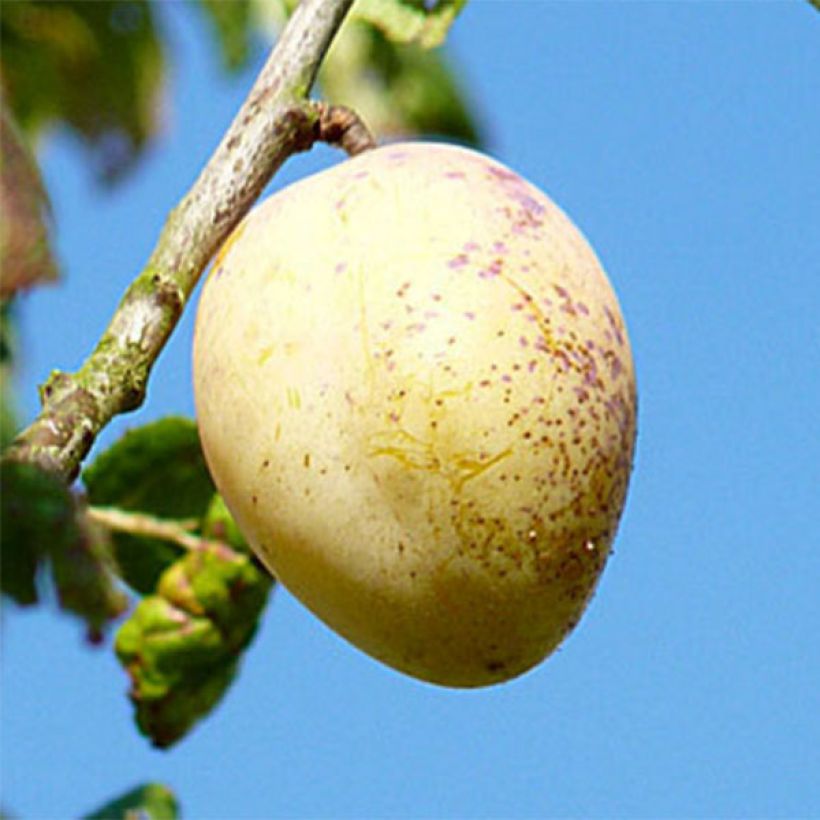 Ciruelo Quetsche Blanche de Létricourt (Cosecha)