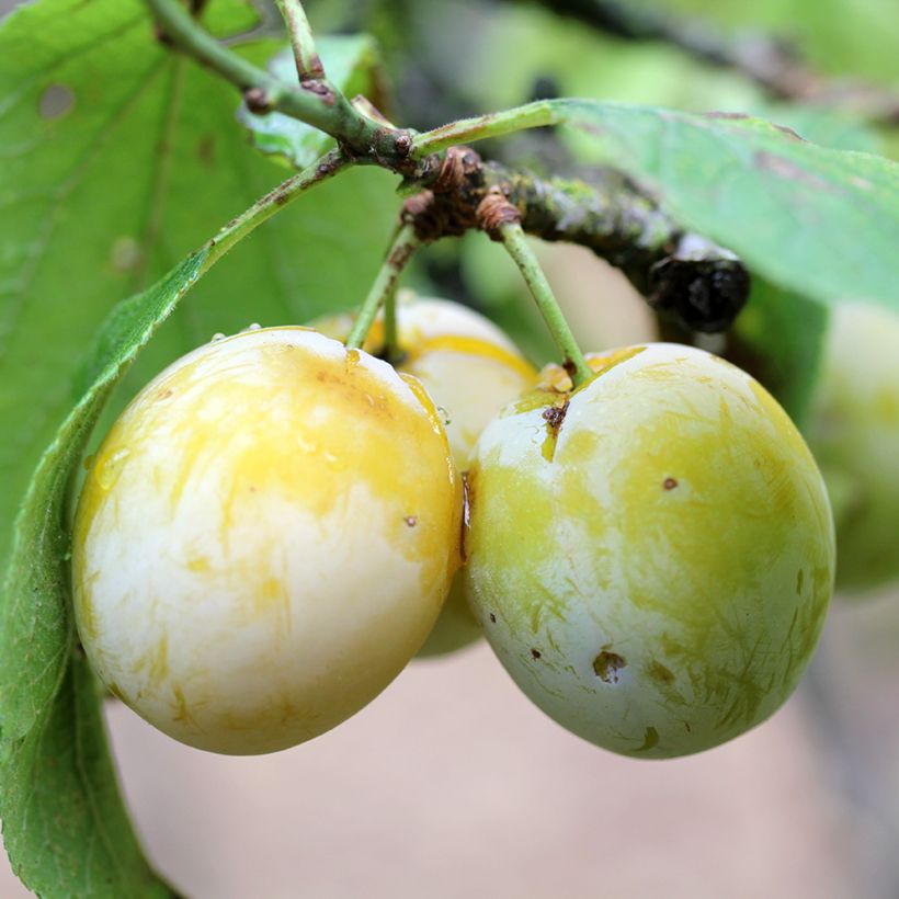 Ciruelo Quetsche Blanche de Létricourt Bio (Cosecha)