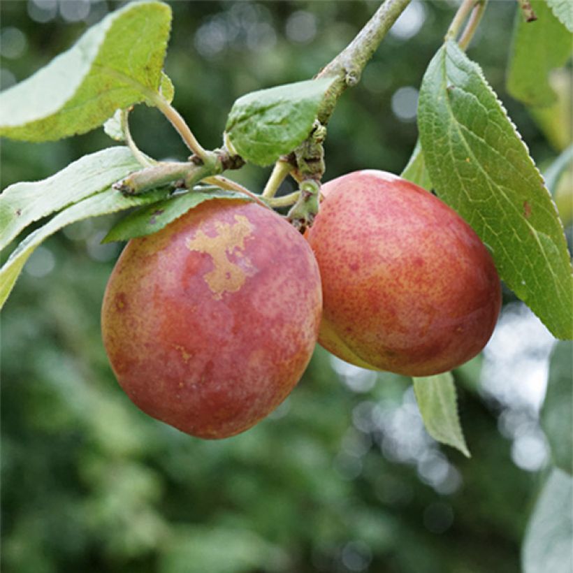 Ciruelo Victoria (Cosecha)