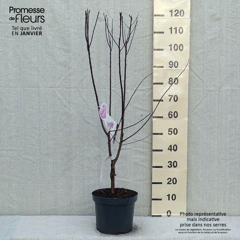 Prunus cerasifera Nigra - Ciruelo de jardín Maceta 7,5L/10LAltura de entrega aprox. 60/+cm Ejemplar entregado en invierno