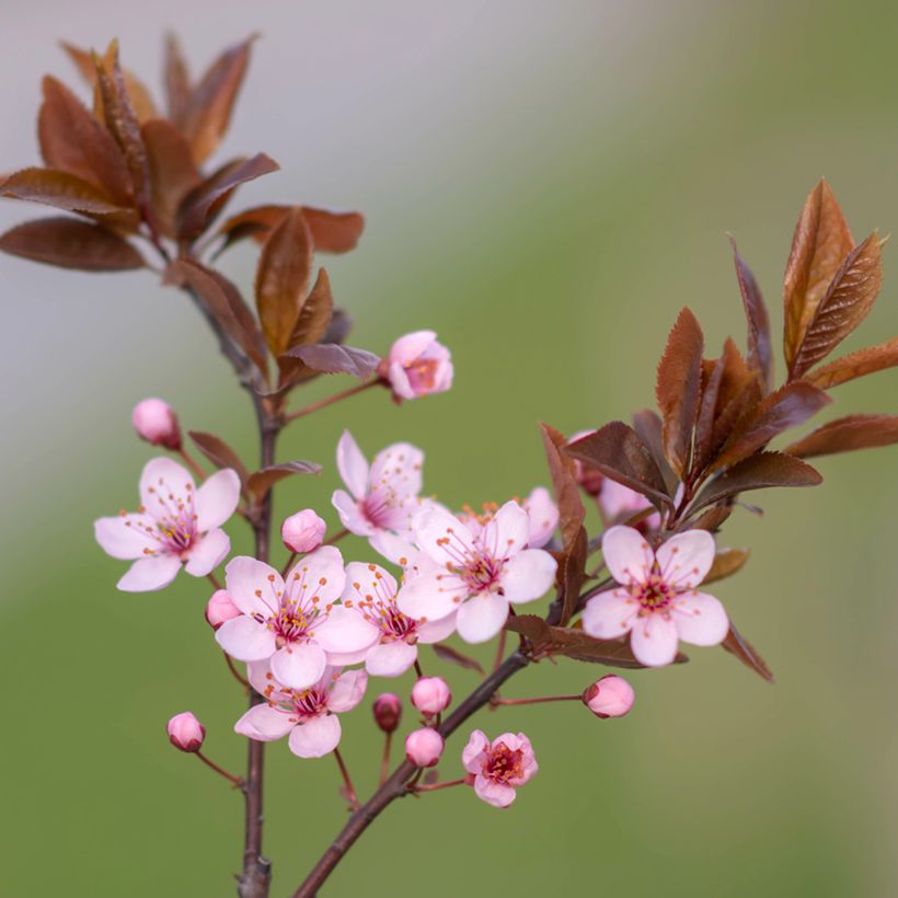 Prunus cerasifera Nigra - Ciruelo de jardín (Floración)