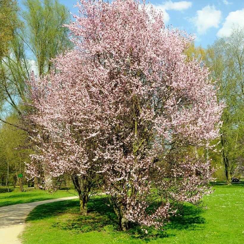 Prunus cerasifera Nigra - Ciruelo de jardín (Porte)