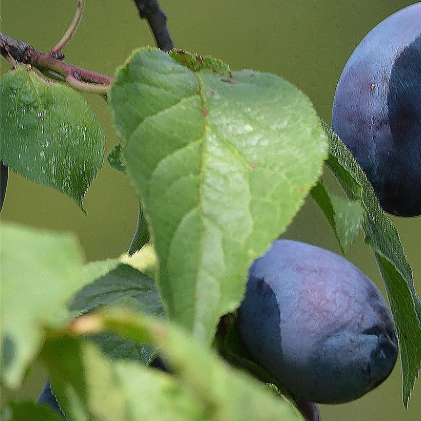 Ciruelo enano Fruit Me Plum Me (Follaje)