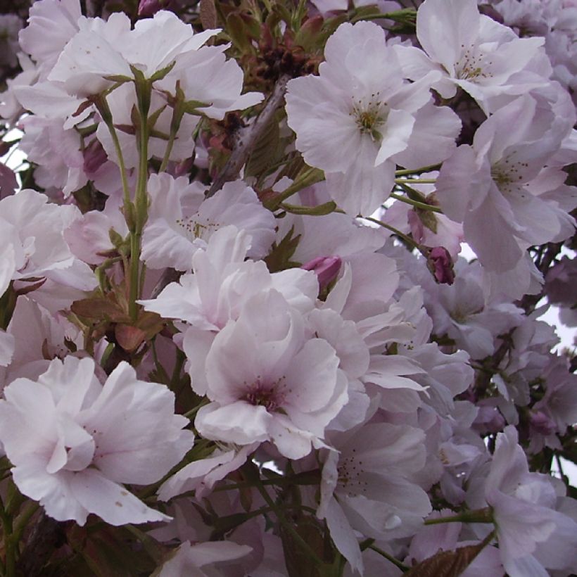 Cerezo japonés Amanogawa - Prunus serrulata (Floración)