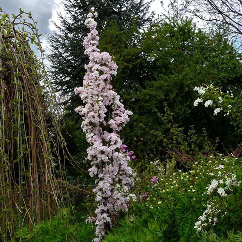 Cerezo japonés Amanogawa - Prunus serrulata (Porte)