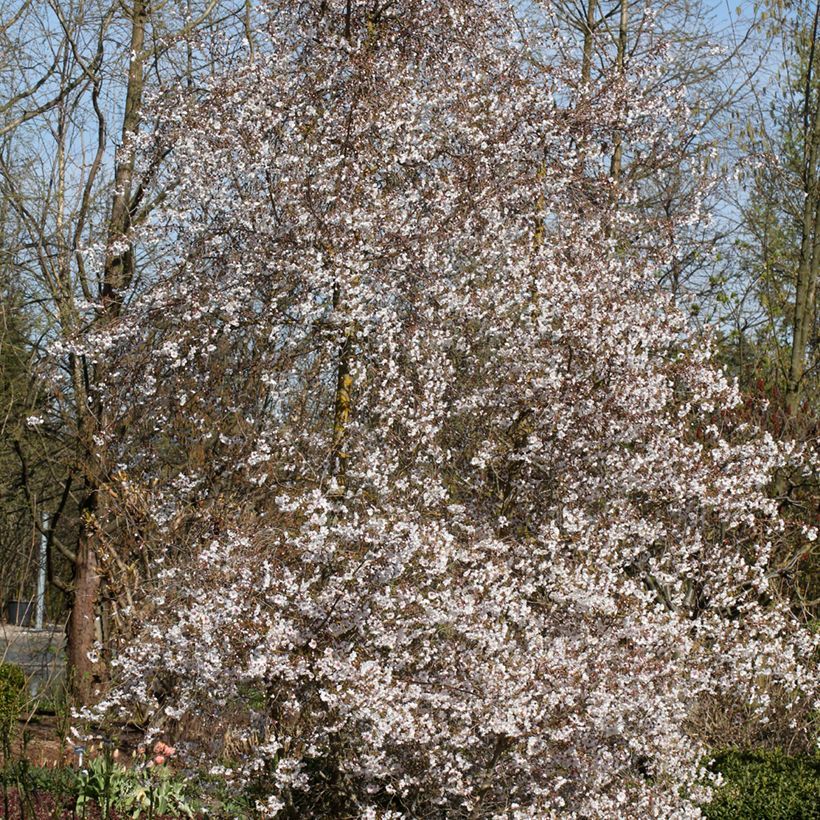 Cerisier à fleurs - Prunus Hally Jolivette (Porte)