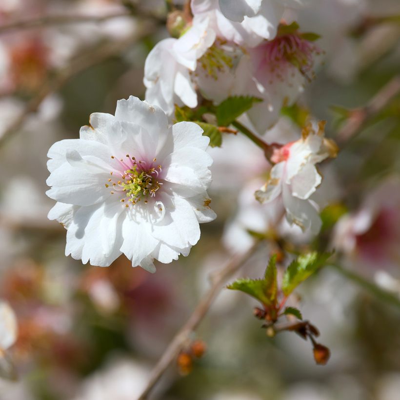 Cerezo de flor Hally Jolivette (Floración)