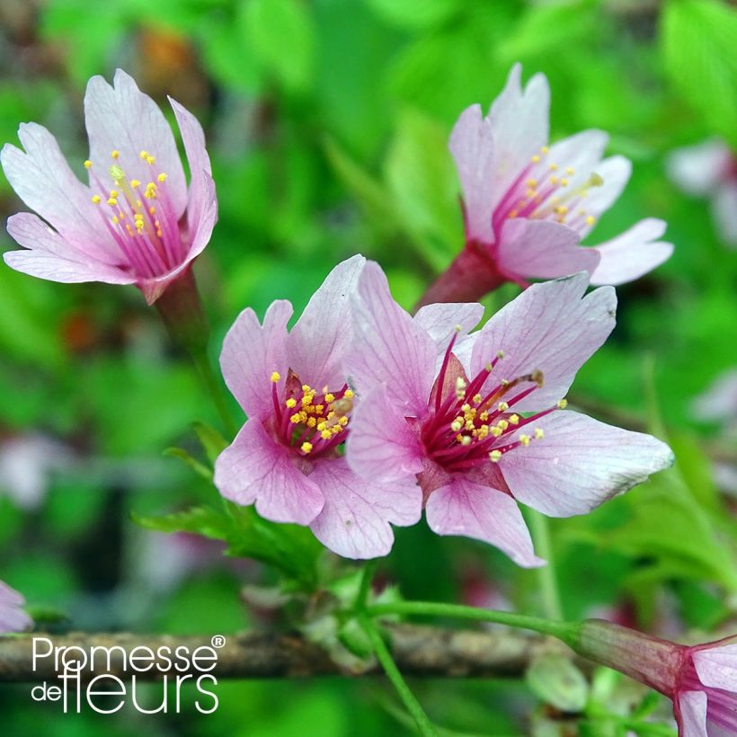 Cerezo de flor Okame (Floración)