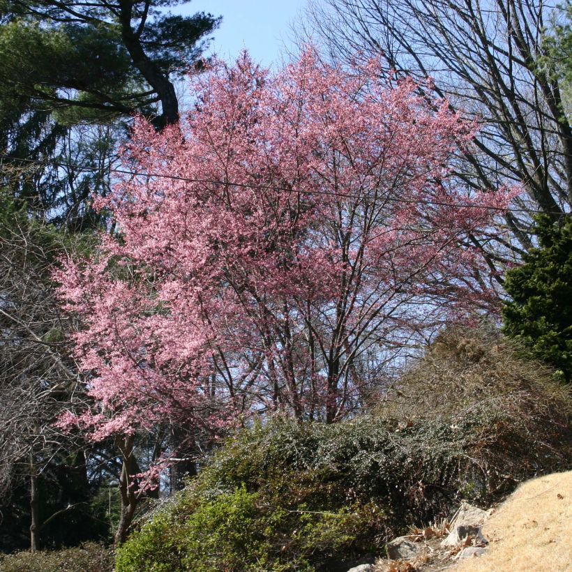 Cerezo de flor Okame (Porte)