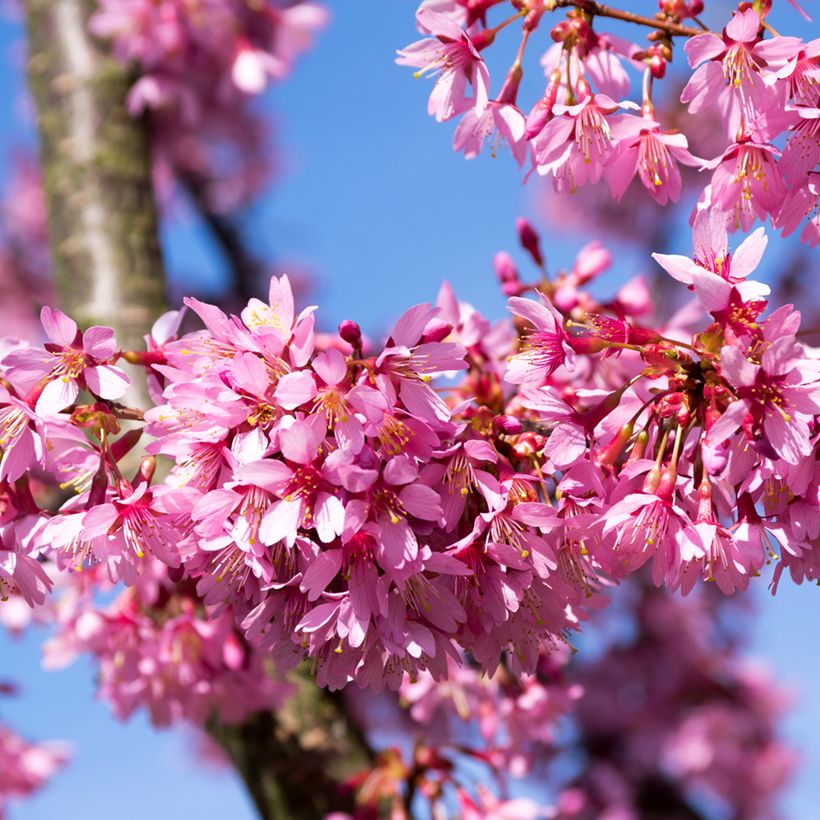 Cerezo de flor Okame (Floración)