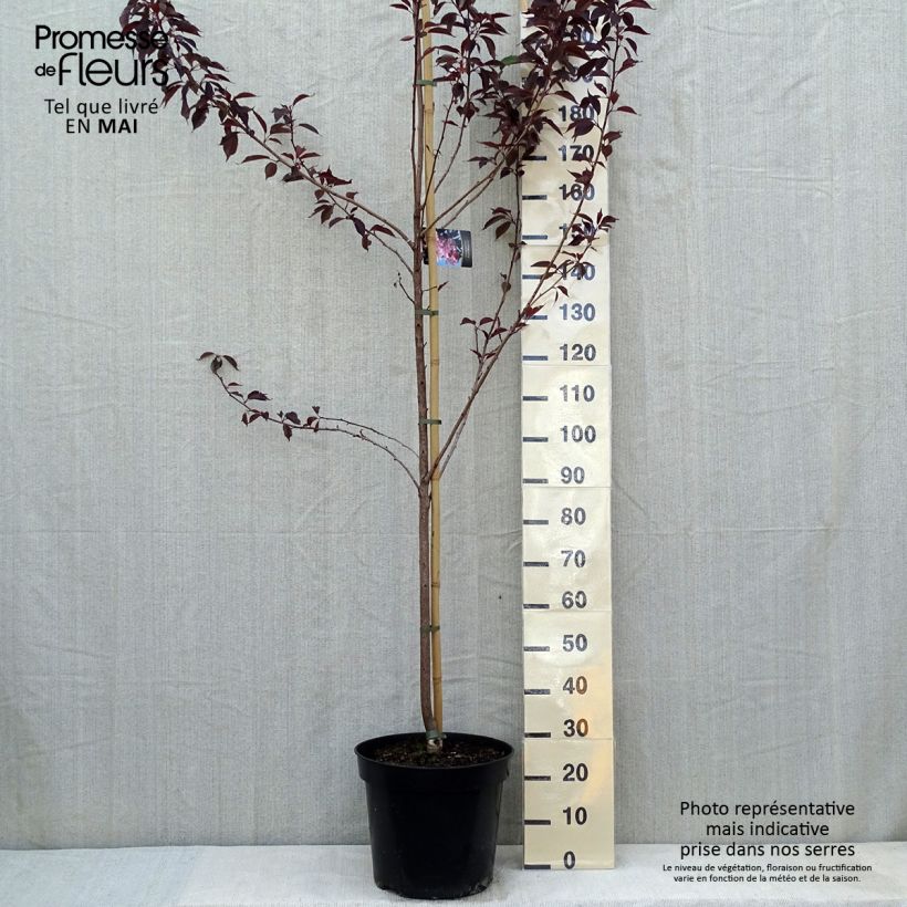 Cerezo japonés Royal Burgundy - Prunus serrulata Maceta 12L/15LAltura de entrega aprox. 180/200cm Ejemplar entregado en la primavera