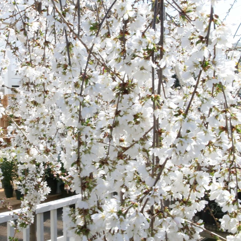 Cerezo de flor Snow Fountains (Floración)