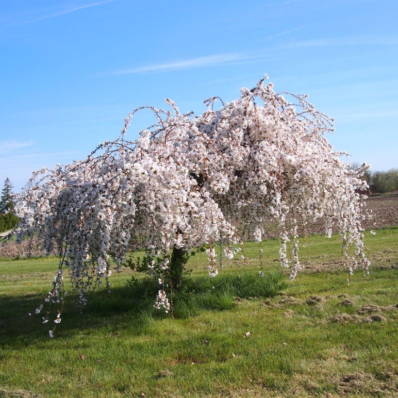 Cerezo de flor Snow Fountains (Porte)