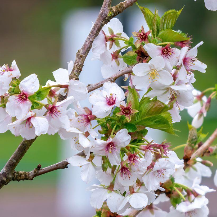 Cerezo de flor Umineko (Floración)