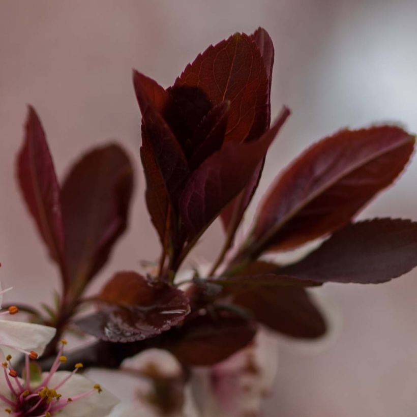 Prunus cistena - Cerezo de arena hoja púrpura (Follaje)