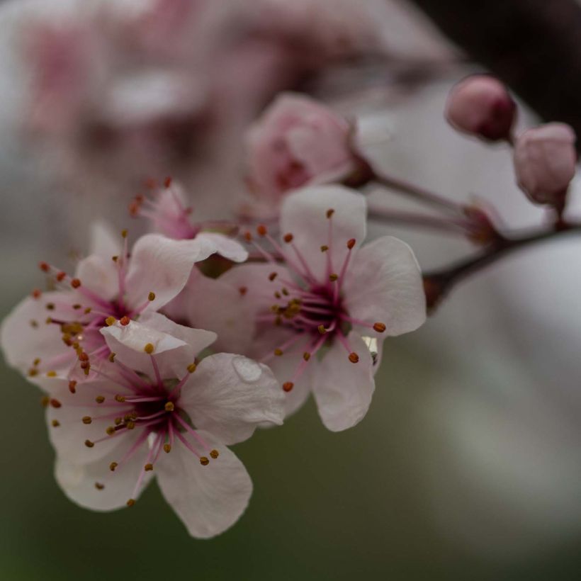 Prunus cistena - Cerezo de arena hoja púrpura (Floración)