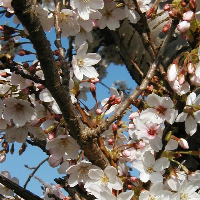 Prunus hillieri Spire (Floración)