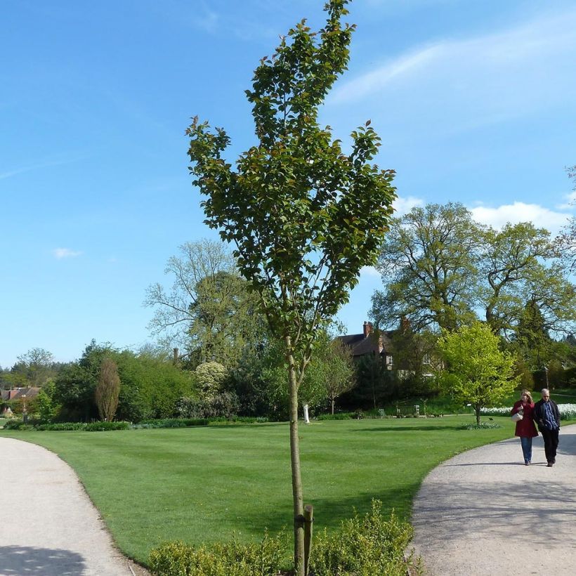 Prunus hillieri Spire (Porte)