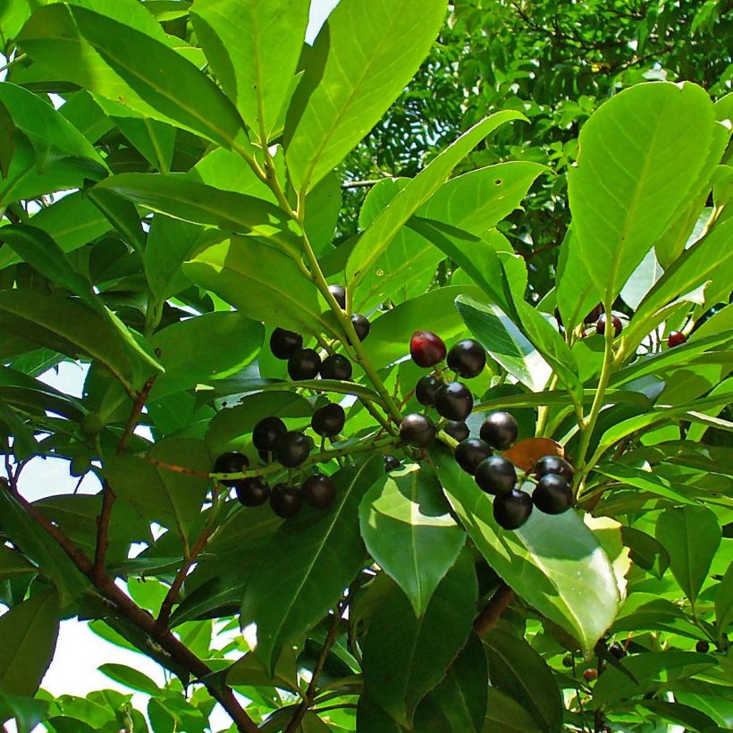 Laurel cerezo Etna - Prunus laurocerasus (Follaje)