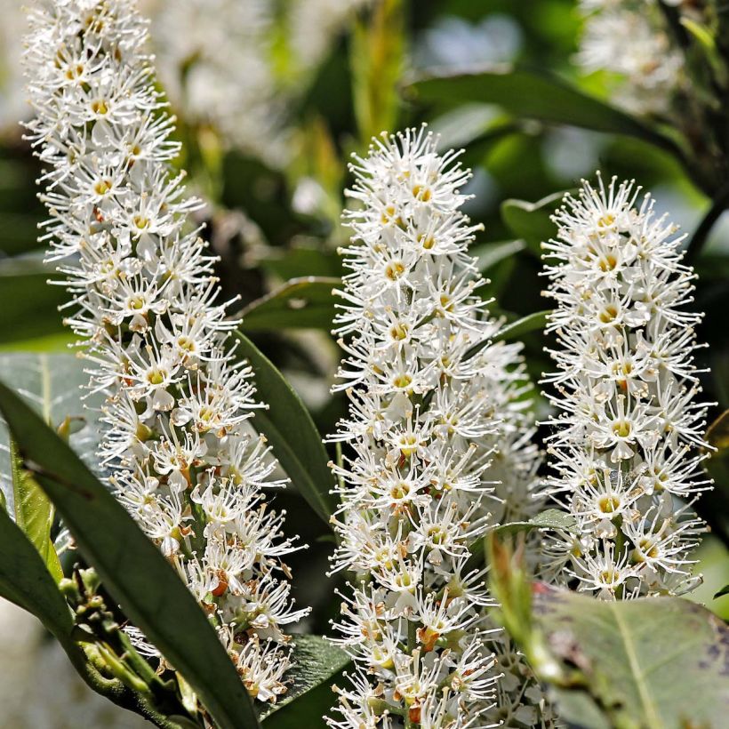 Laurel cerezo Etna - Prunus laurocerasus (Floración)