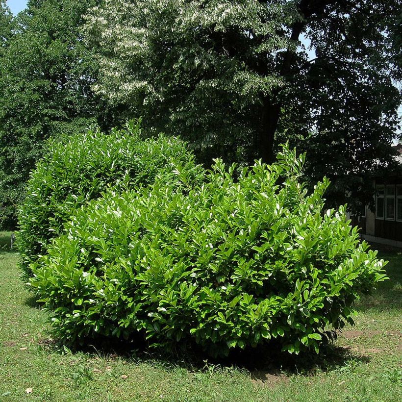 Laurel cerezo Etna - Prunus laurocerasus (Porte)