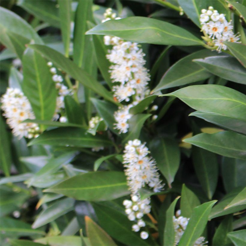 Laurel cerezo Caucasica - Prunus laurocerasus (Floración)