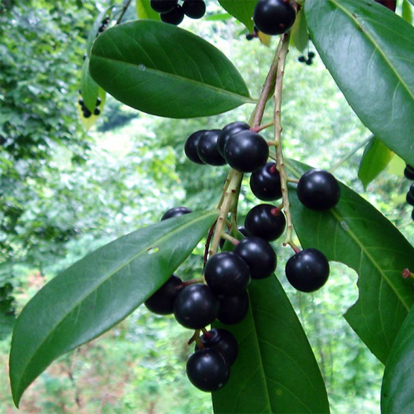 Laurel cerezo Caucasica - Prunus laurocerasus (Cosecha)