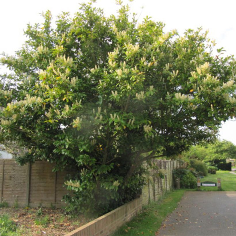 Laurel cerezo Caucasica - Prunus laurocerasus (Porte)