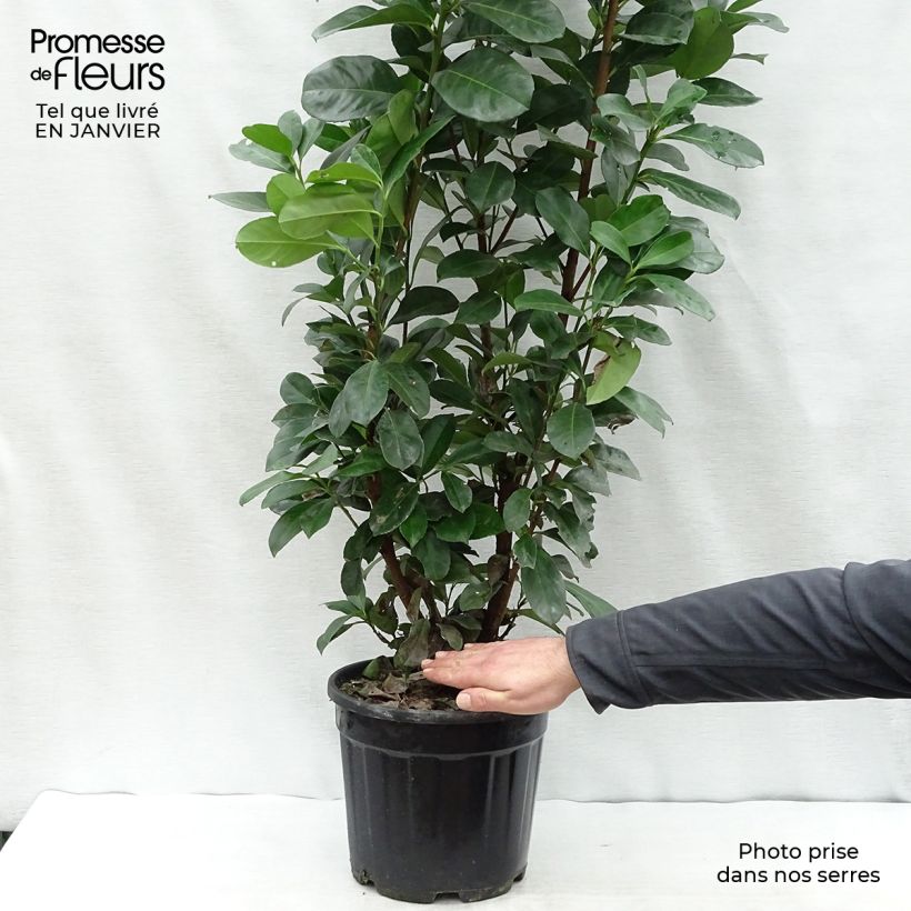 Laurier cerise - Prunus laurocerasus Etna 60/80cm en pot de 10L Ejemplar entregado en invierno