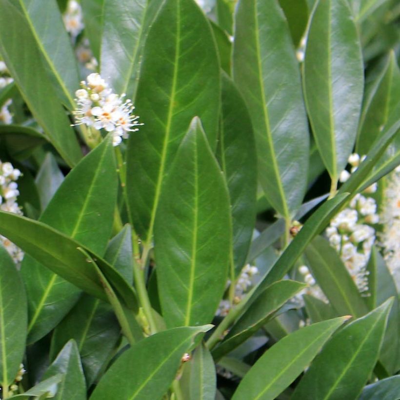 Laurel cerezo Fontanettes - Prunus laurocerasus (Follaje)