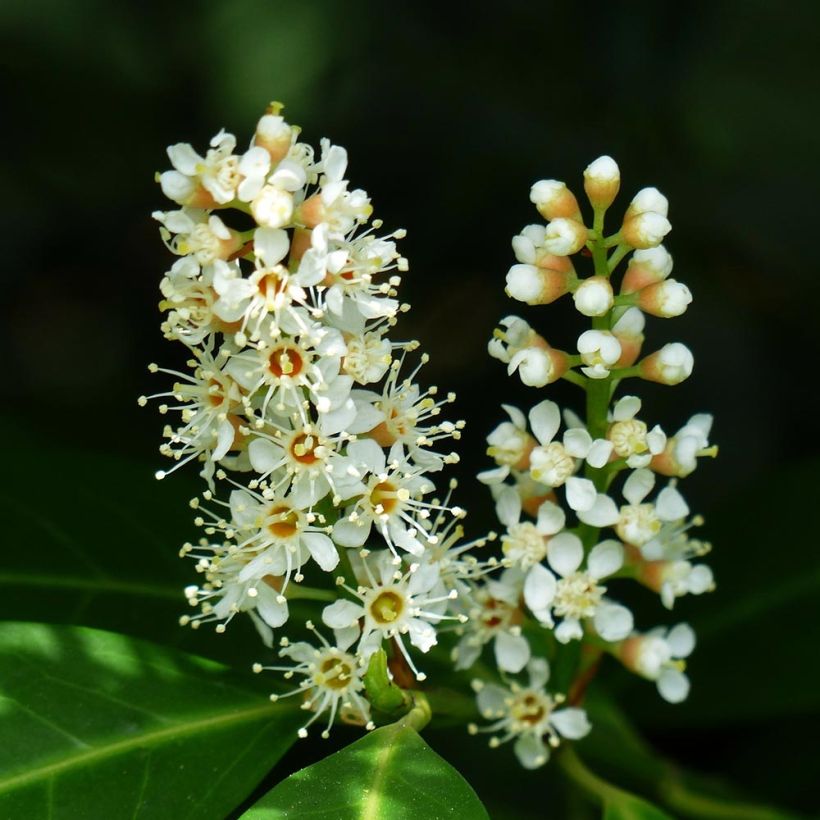 Laurel cerezo Fontanettes - Prunus laurocerasus (Floración)