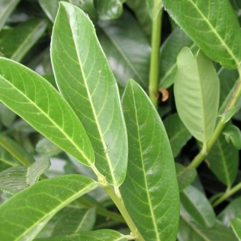 Laurel cerezo Genolia - Prunus laurocerasus (Follaje)