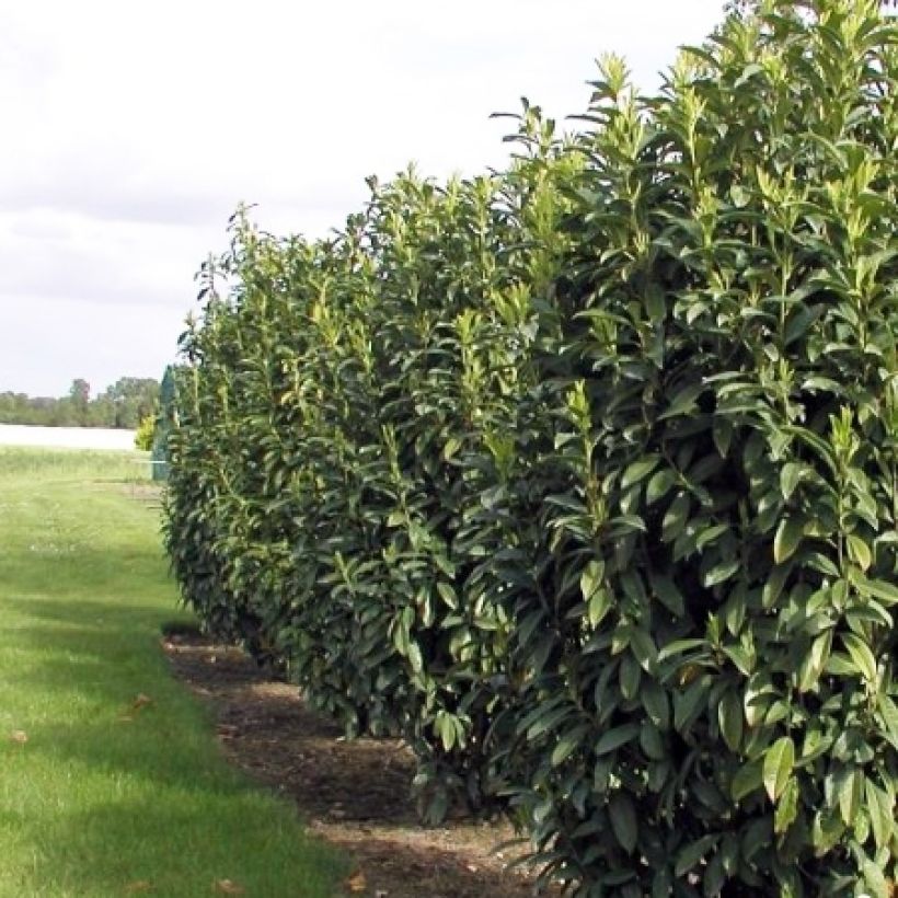 Laurel cerezo Genolia - Prunus laurocerasus (Porte)