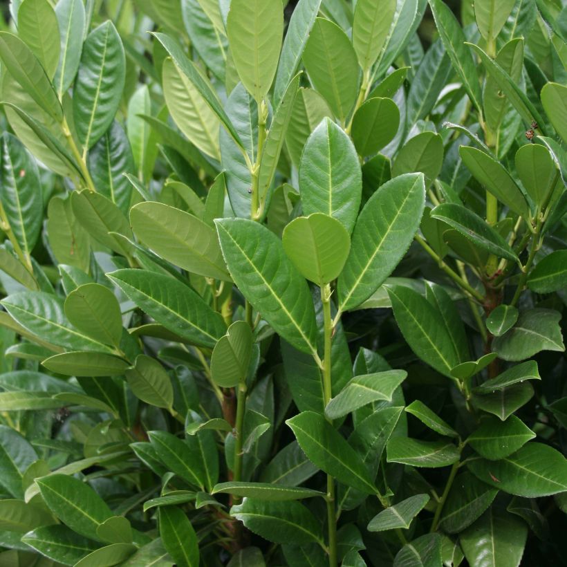 Laurel cerezo Greentorch - Prunus laurocerasus (Follaje)