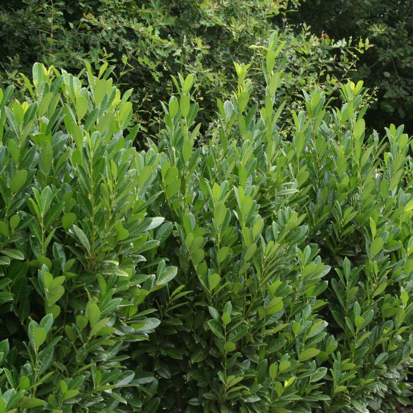 Laurel cerezo Greentorch - Prunus laurocerasus (Porte)