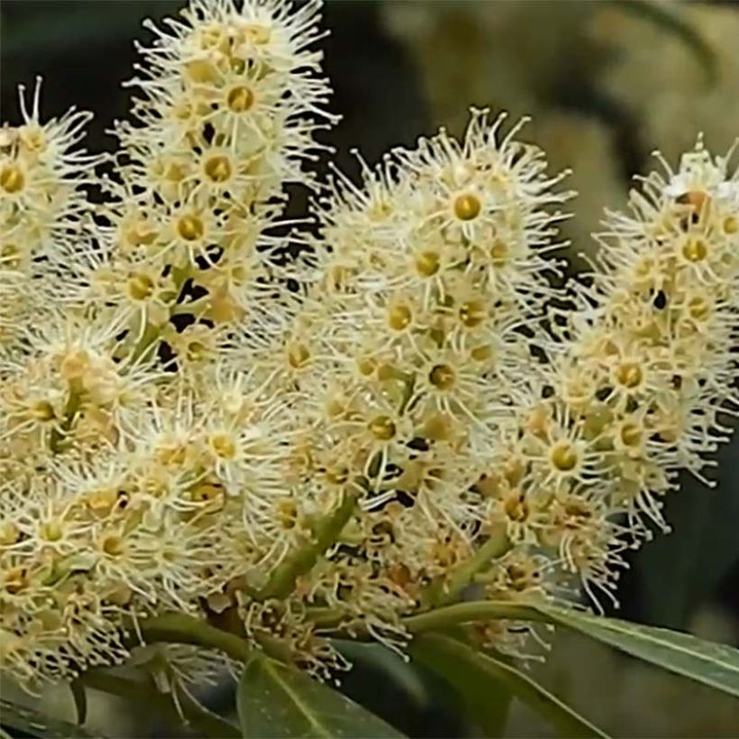 Laurel cerezo Herbergii - Prunus laurocerasus (Floración)