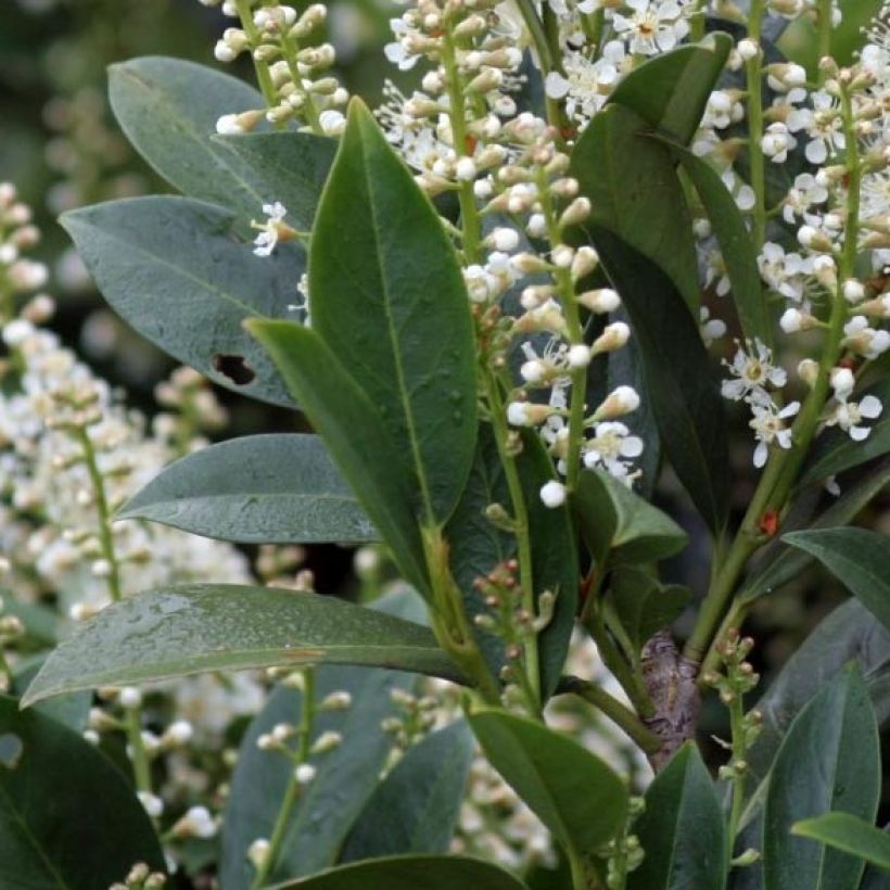 Laurel cerezo Mano - Prunus laurocerasus (Follaje)