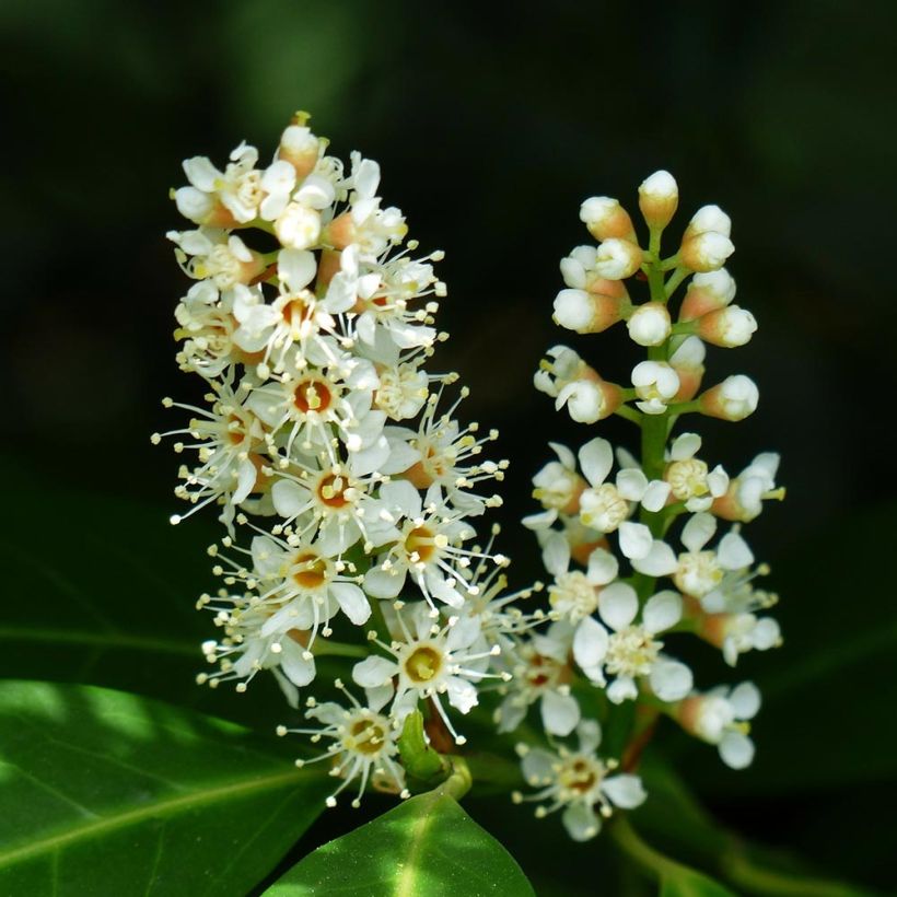 Laurel cerezo Mano - Prunus laurocerasus (Floración)