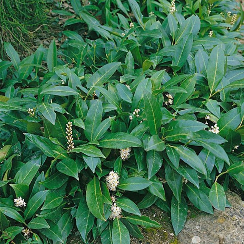 Laurel cerezo Novita - Prunus laurocerasus (Follaje)