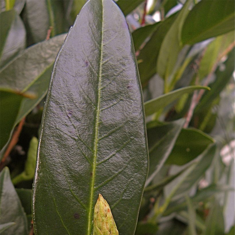 Laurel cerezo Otto Luyken - Prunus laurocerasus (Follaje)