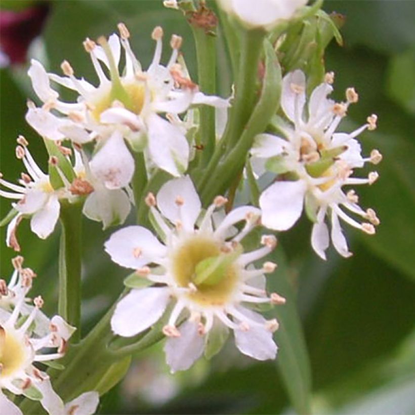 Laurel cerezo Otto Luyken - Prunus laurocerasus (Floración)