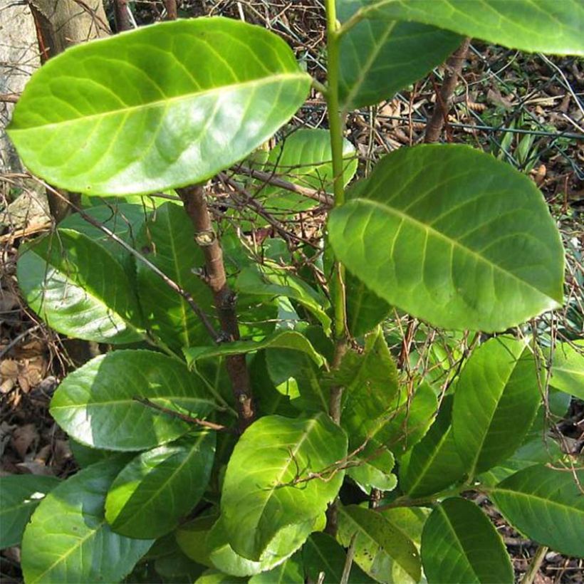 Laurel cerezo Rotundifolia - Prunus laurocerasus (Follaje)