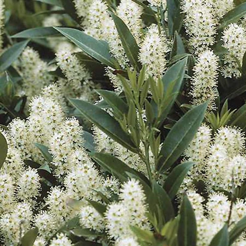 Laurel cerezo Zabeliana - Prunus laurocerasus (Follaje)