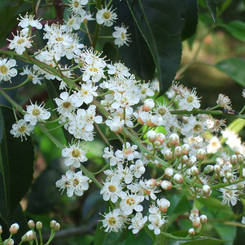 Laurel portugués - Prunus lusitanica (Floración)