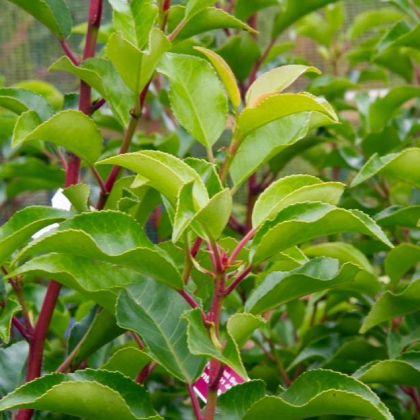 Laurel portugués Brenelia - Prunus lusitanica (Follaje)